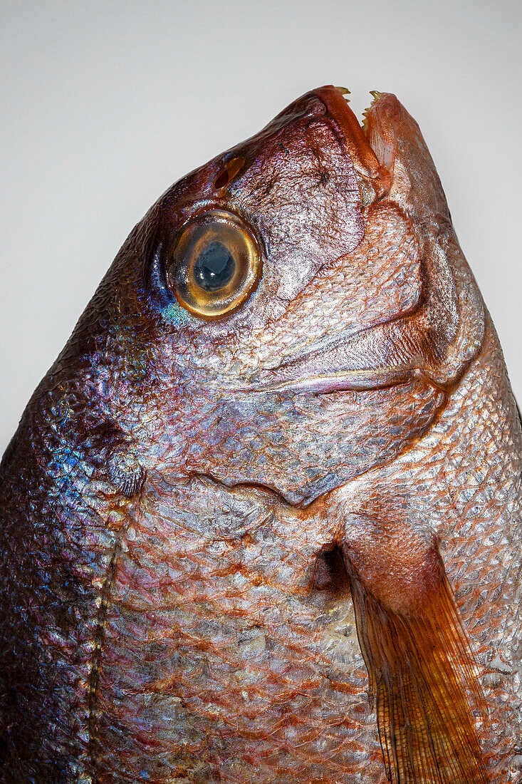 Common sea bream, close-up