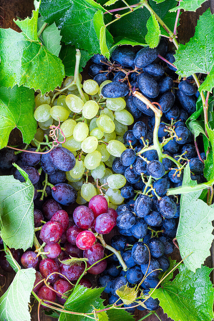 Different coloured grapes with leaves