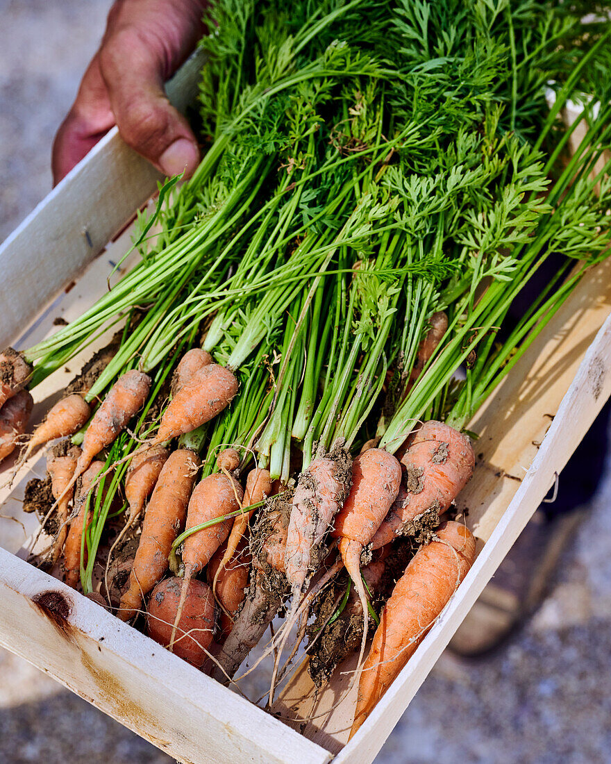 Freshly harvested carrots in a wooden crate