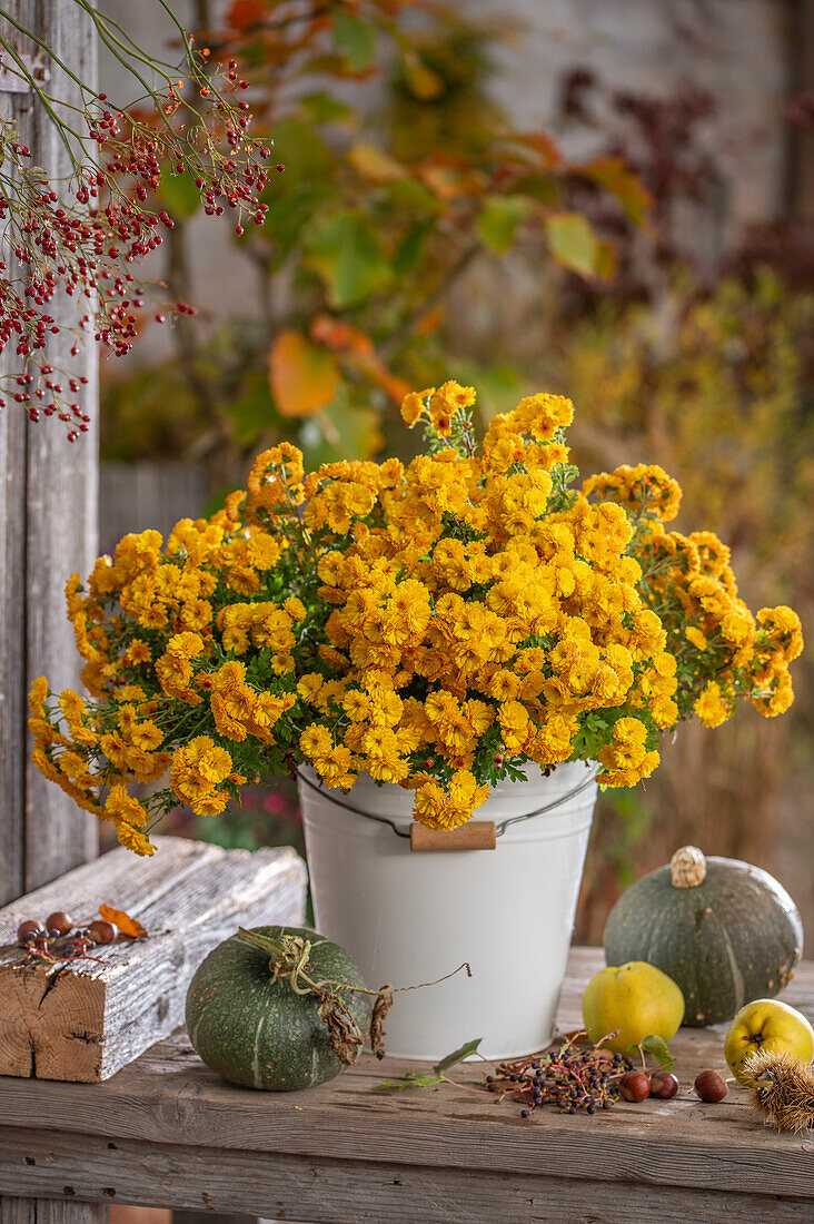 Arrangement aus Herbstchrysantheme (Chrysanthemum indicum) im Topf mit Kürbis, Maronen, Quitte und Haselnüssen