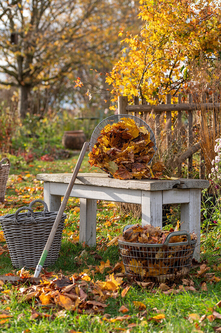 Gartenarbeit, Laub rechen, im Korb sammeln und vom Rasen entfernen