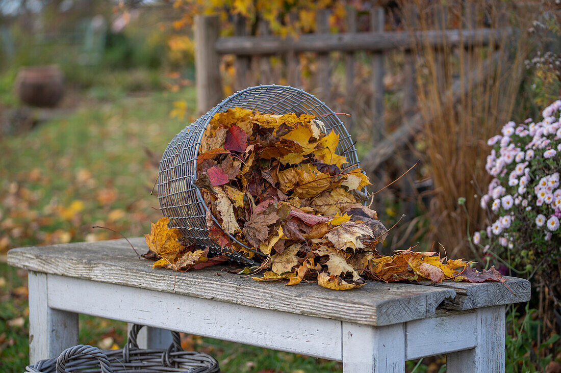 Gartenarbeit, Laub rechen, im Korb sammeln und vom Rasen entfernen