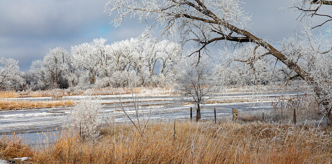 Frost on bare trees along river