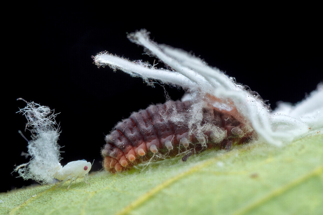 Handsome fungus beetle larva eating mealybug