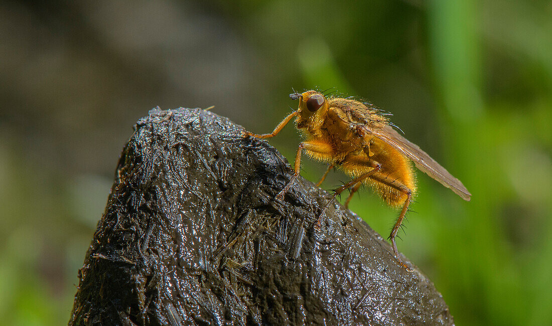 Yellow dung fly on cattle dung