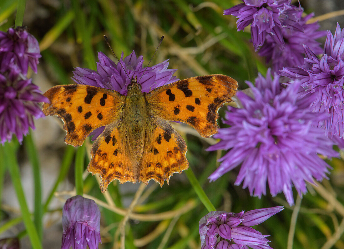 Comma butterfly feeding on chives