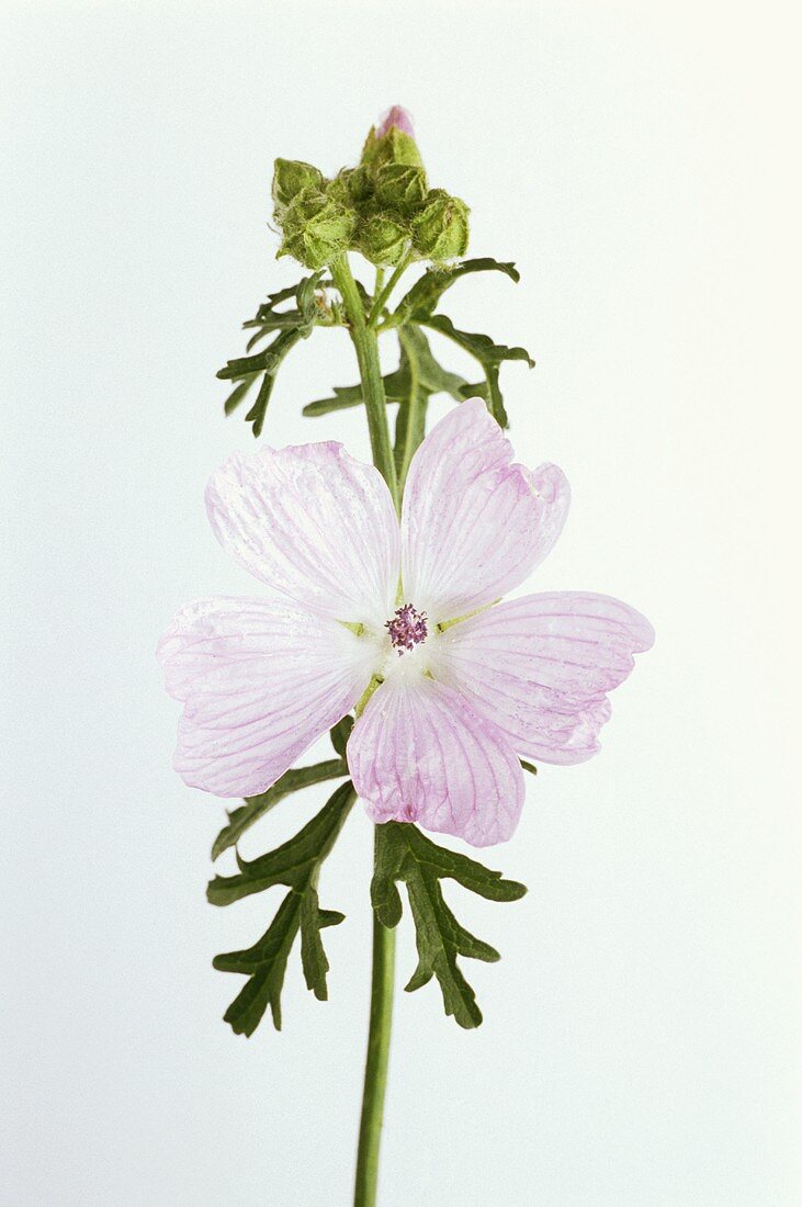 Blüte der Moschusmalve (lat.: Malva moschata)