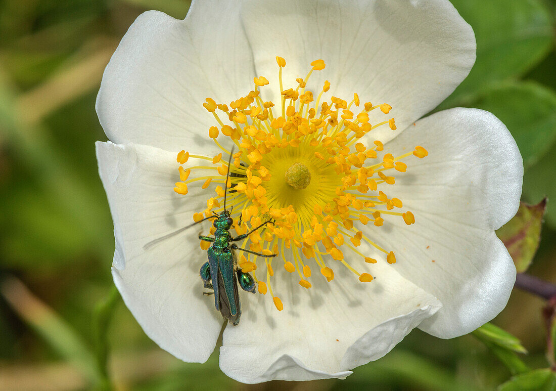 False-oil beetle on a field rose (Rosa arvensis).