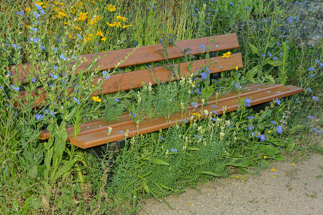 Bench surrounded by flowers
