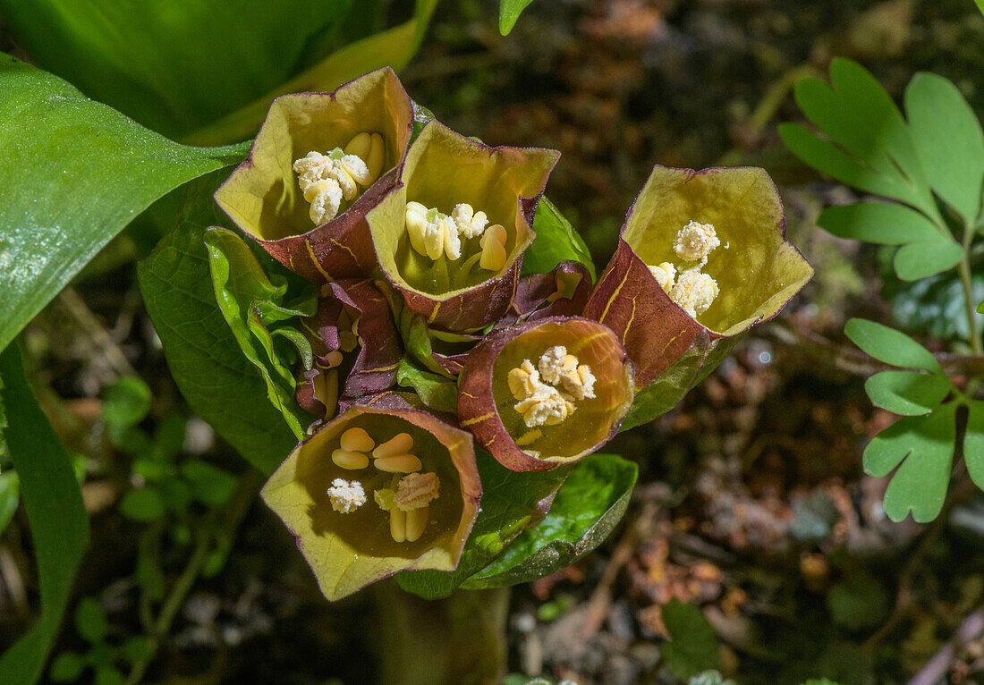 European scopolia (Scopolia carniolica) in flower