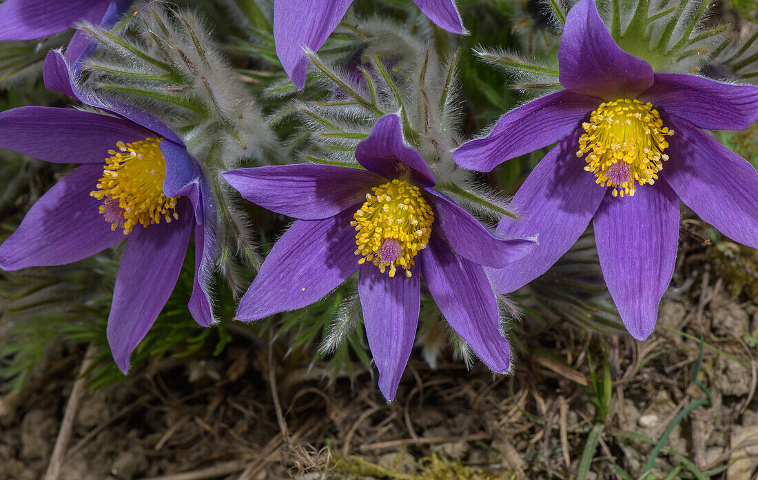 Pasque flower (Pulsatilla halleri ssp styriaca) in flower