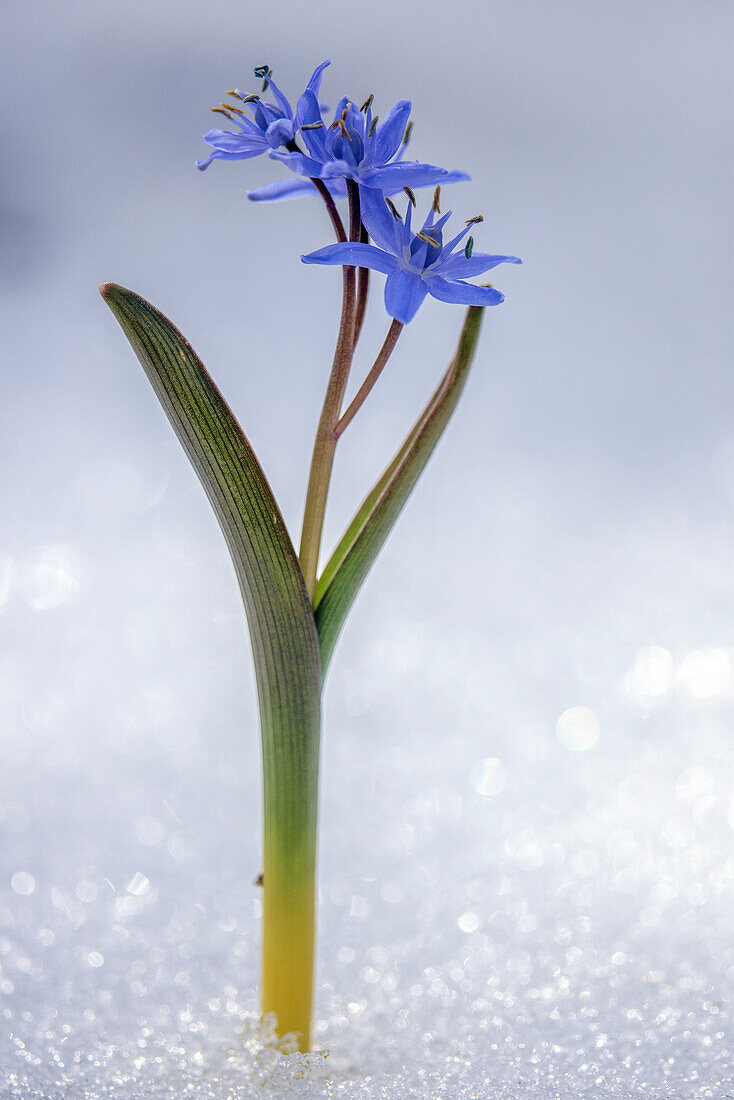 Alpine squill (Scilla bifolia) in flower