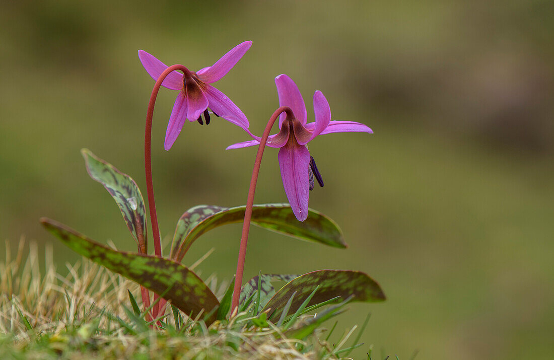 Dog's-tooth-violet (Erythronium dens-canis) in flower