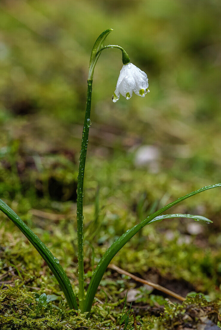 Spring snowflake (Leucojum vernum) in flower