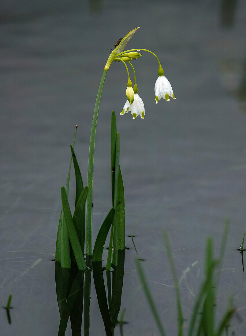 Summer snowflake (Leucojum aestivum ssp. pulchellum)