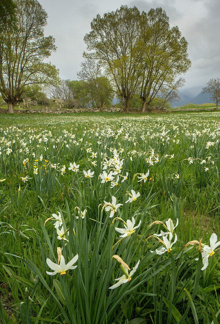 Field of Pheasant's-eye daffodils (Narcissus poeticus)