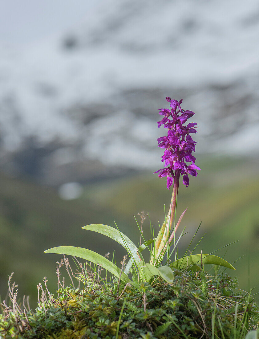 Early purple orchid (Orchis mascula) in flower