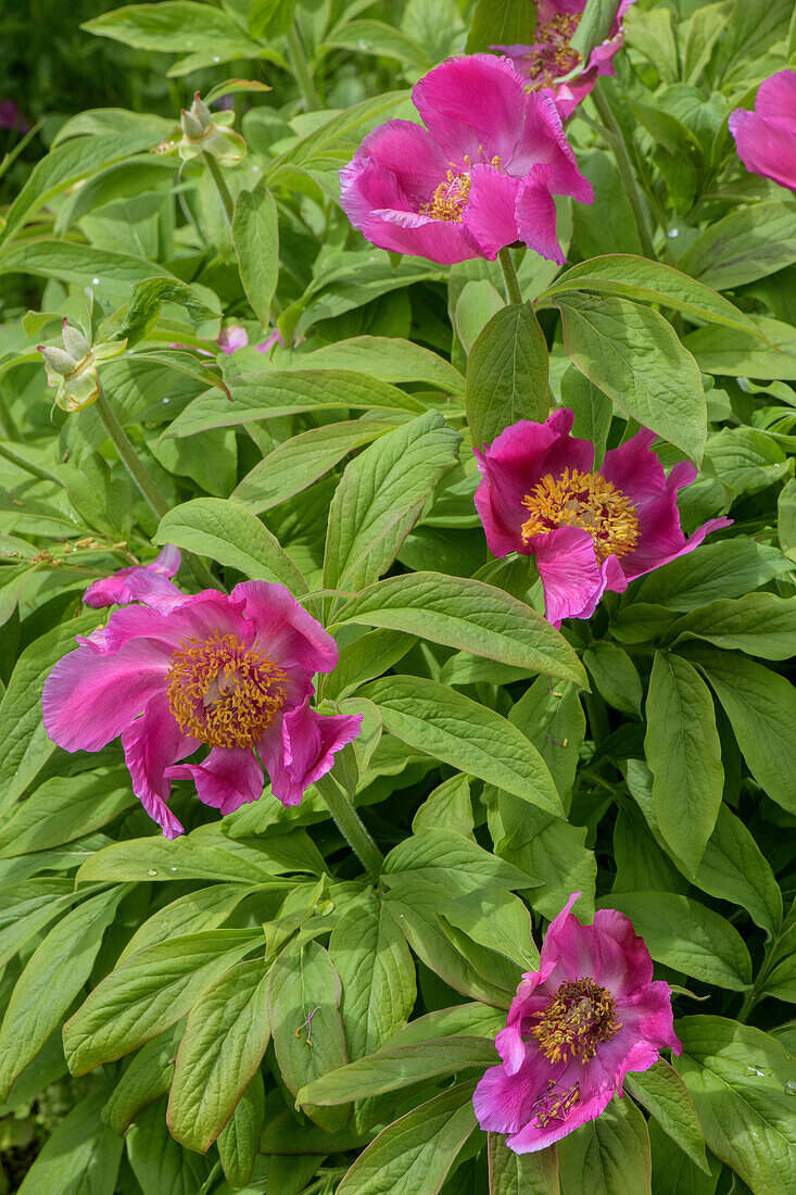 Common peony (Paeonia officinalis) in flower