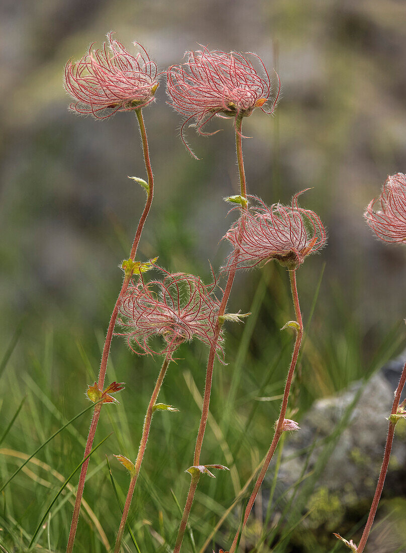 Fruiting heads of mountain avens (Geum montanum)