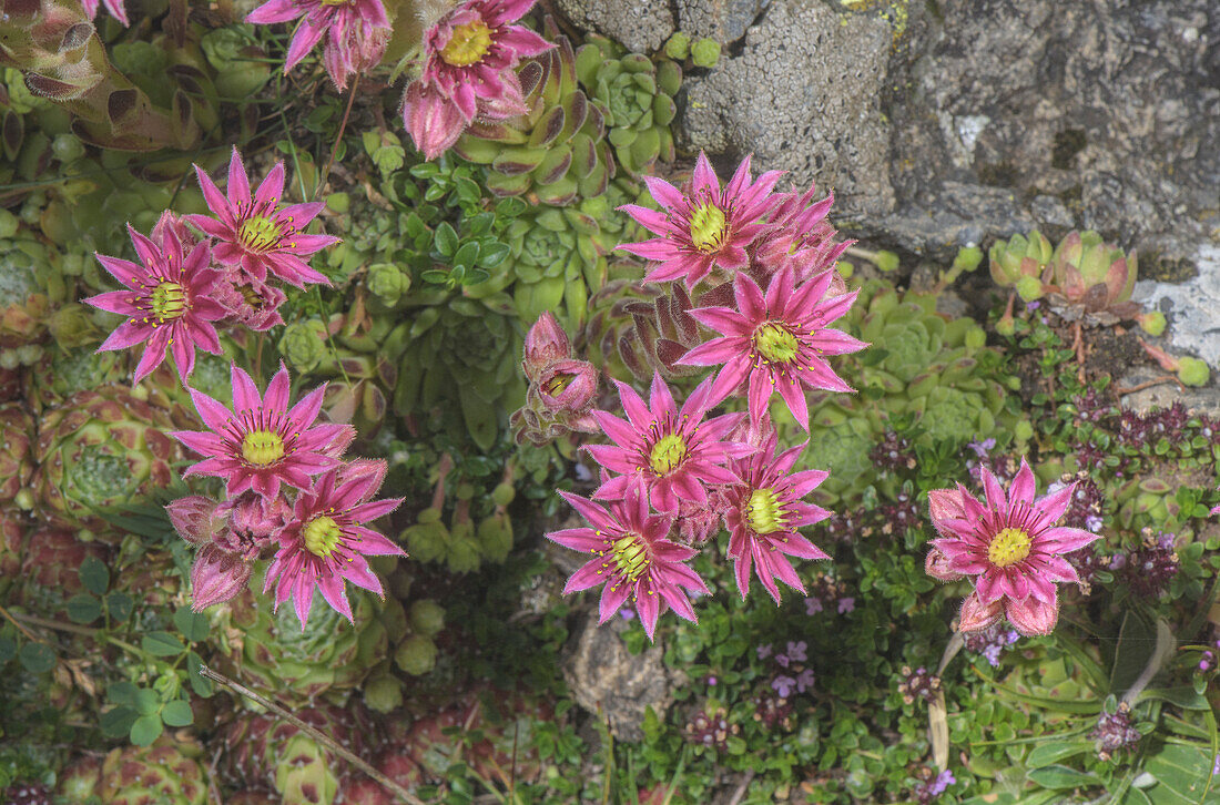 Mountain houseleek (Sempervivum montanum) in flower