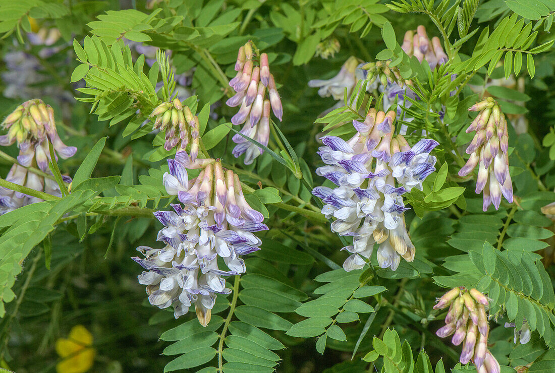 Wood bitter-vetch (Vicia orobus) in flower
