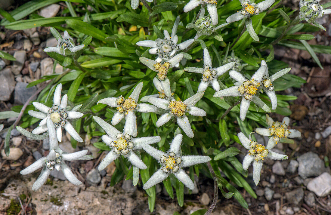 Edelweiss (Leontopodium junpeianum)