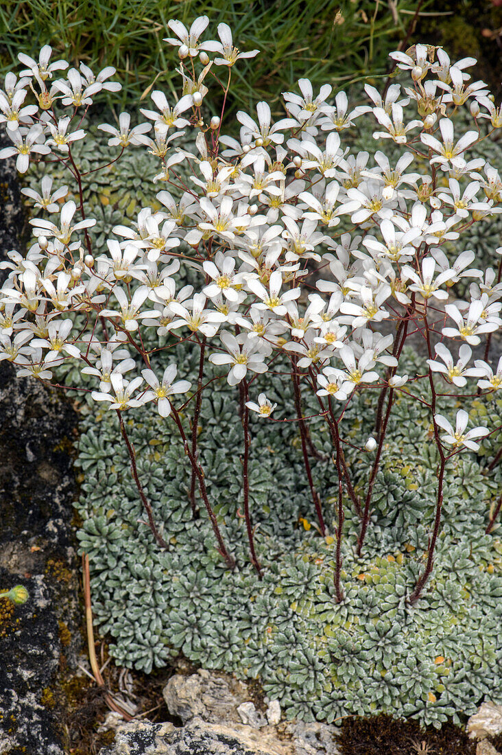 Spoon-leaved saxifrage (Saxifraga cochlearis) in flower