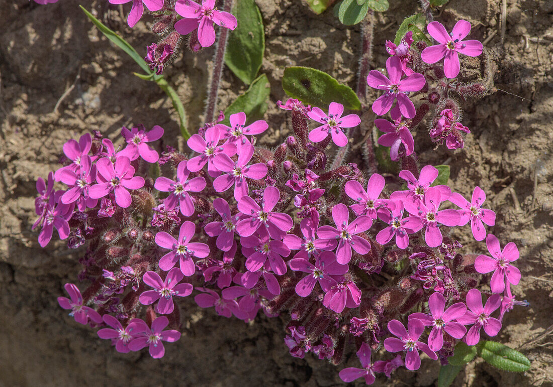 Rock soapwort (Saponaria ocymoides) in flower