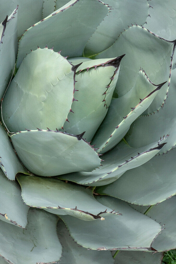 Parry's agave (Agave parryi) leaves