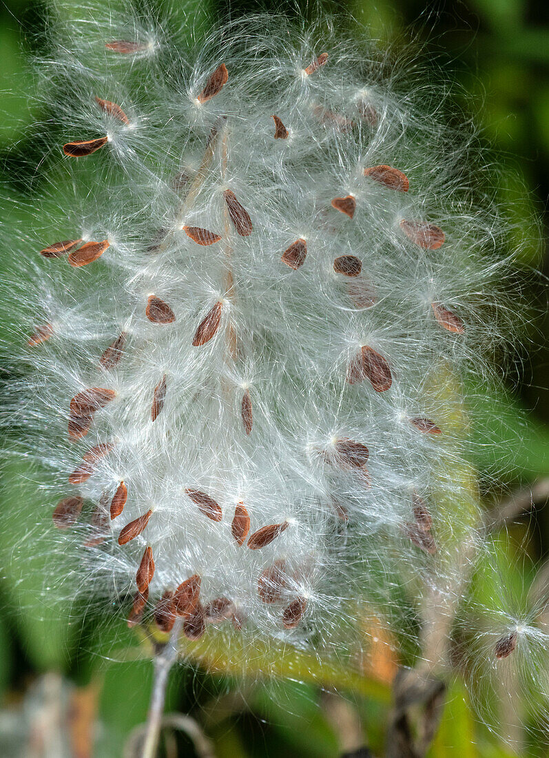 Tropical milkweed (Asclepias curassavica) seeds