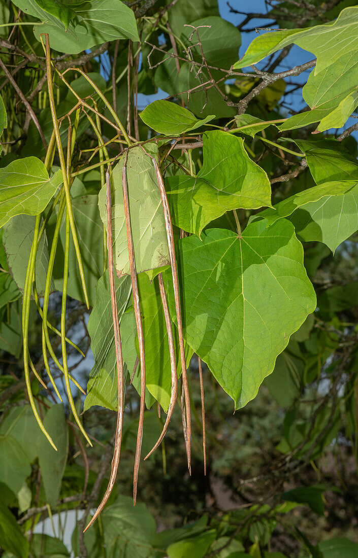 Yellow catalpa (Catalpa ovata) pods