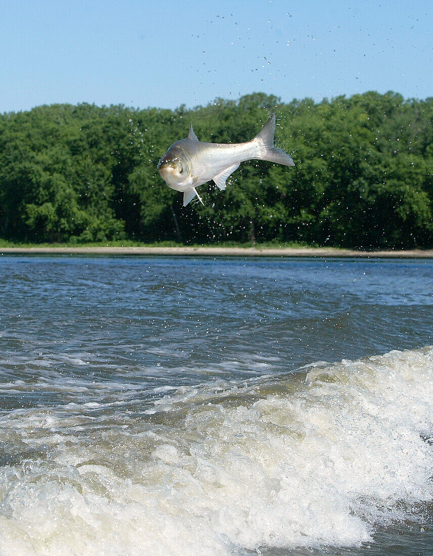 Invasive silver carp jumping from river, USA