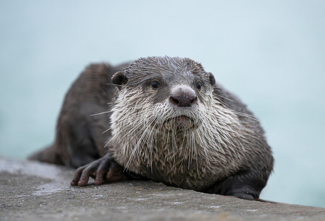 Cape clawless otter