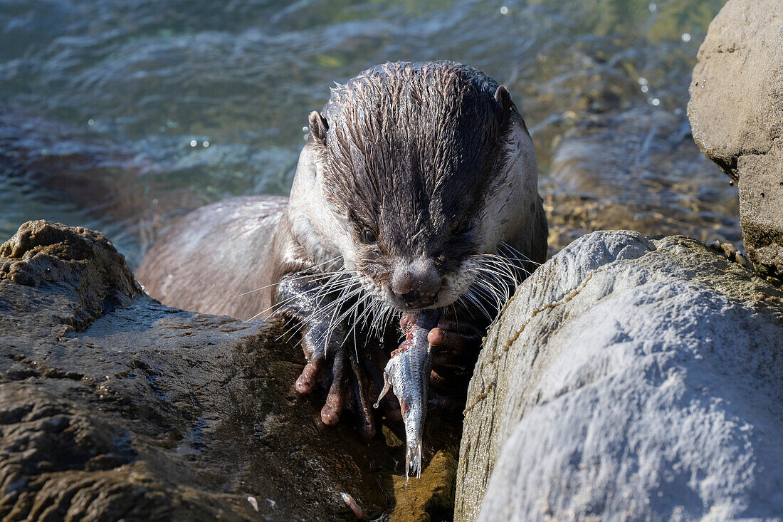 Cape clawless otter eating a fish