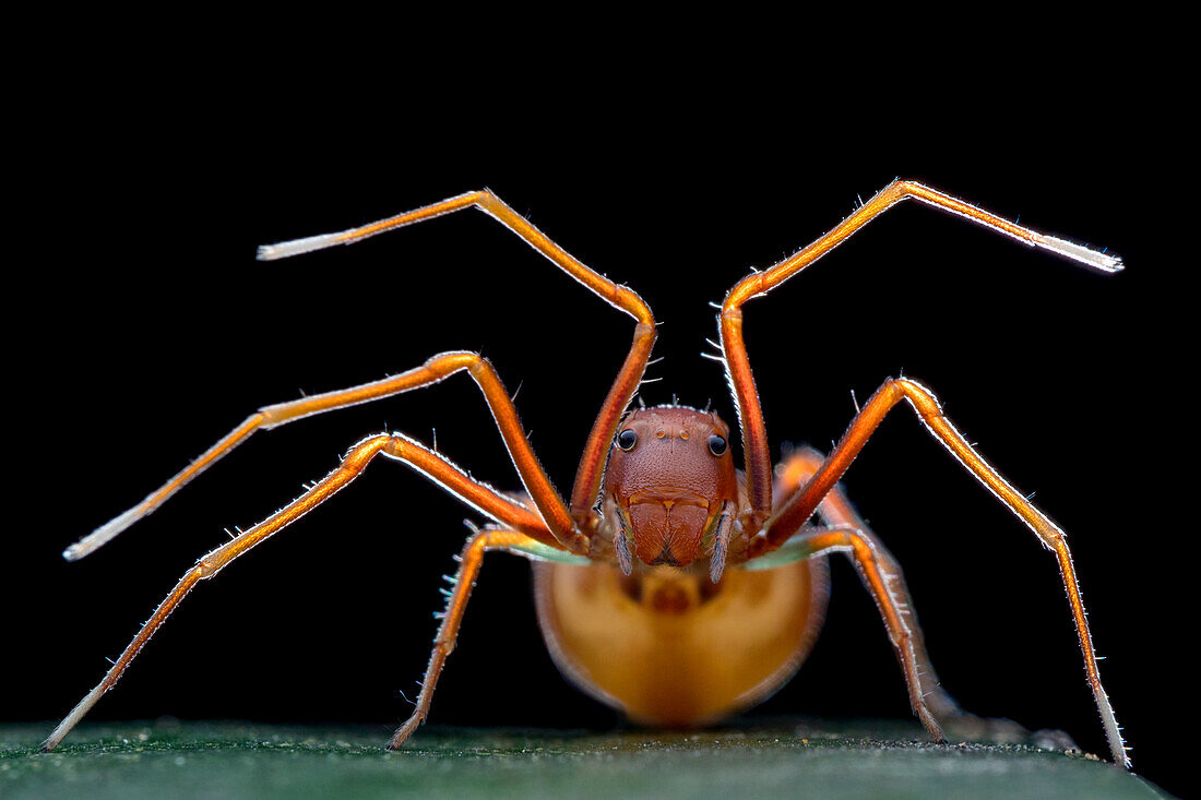 Crab spider mimicking ant