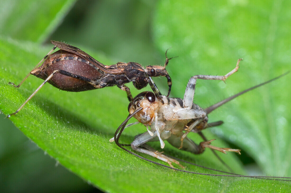Assassin bug with cricket prey