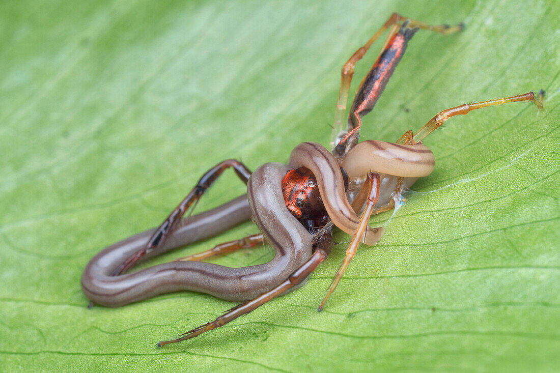 Ribbon worm with jumping spider prey