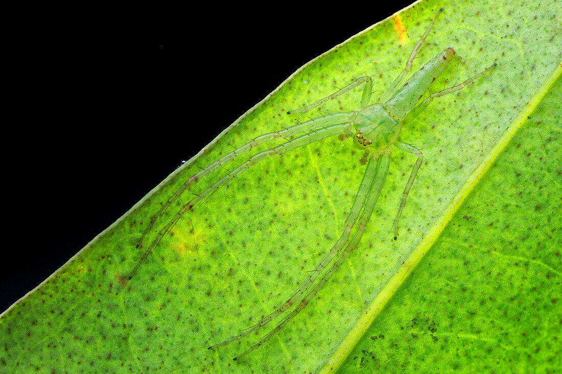 Grass crab spider