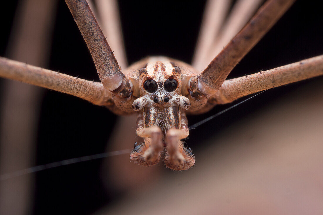 Close-up of a male net casting spider