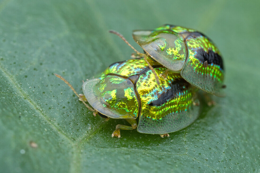 Mating green tortoise beetle