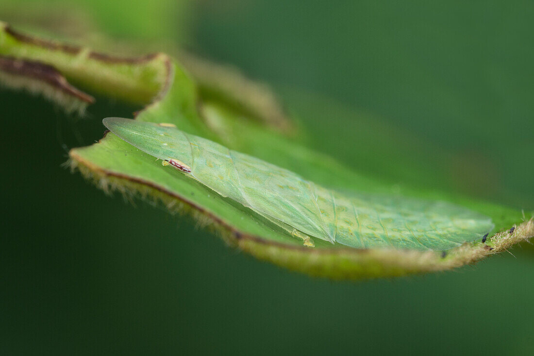 Flat-headed leafhoppers