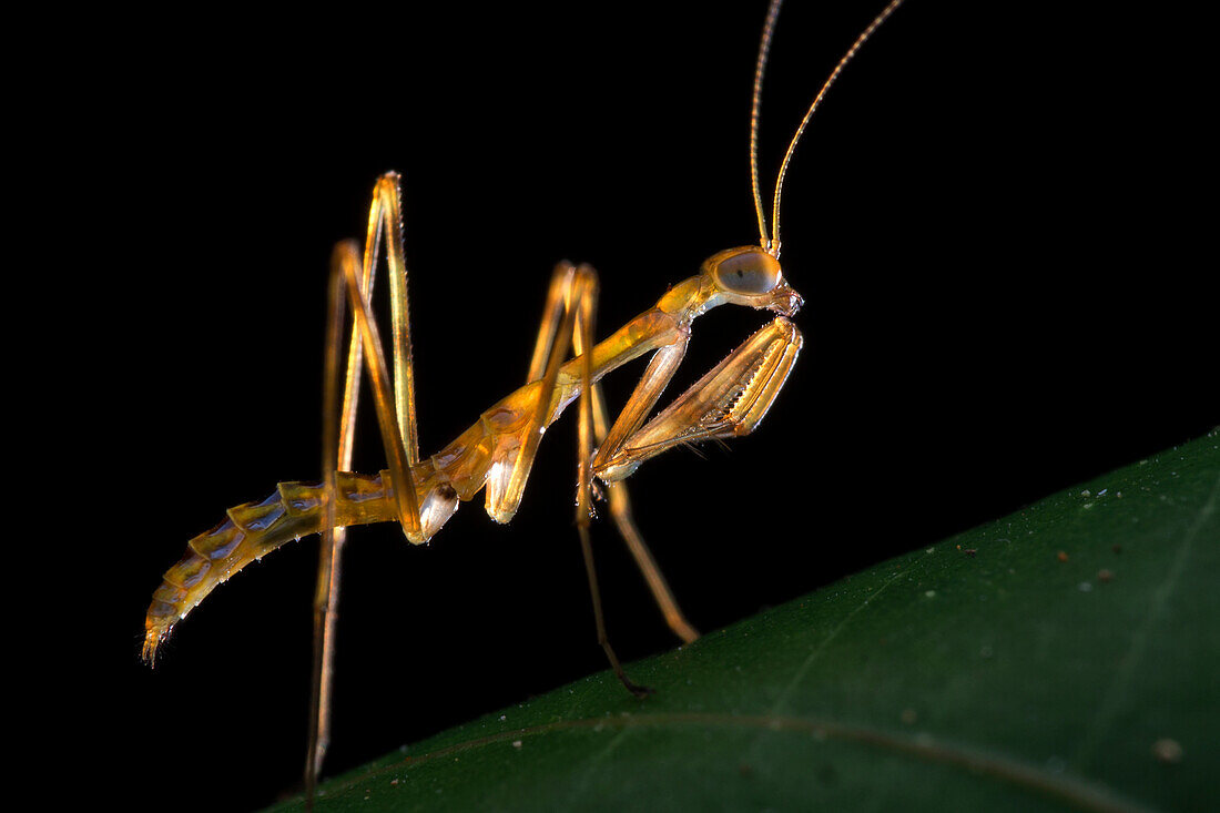 Praying mantis nymph