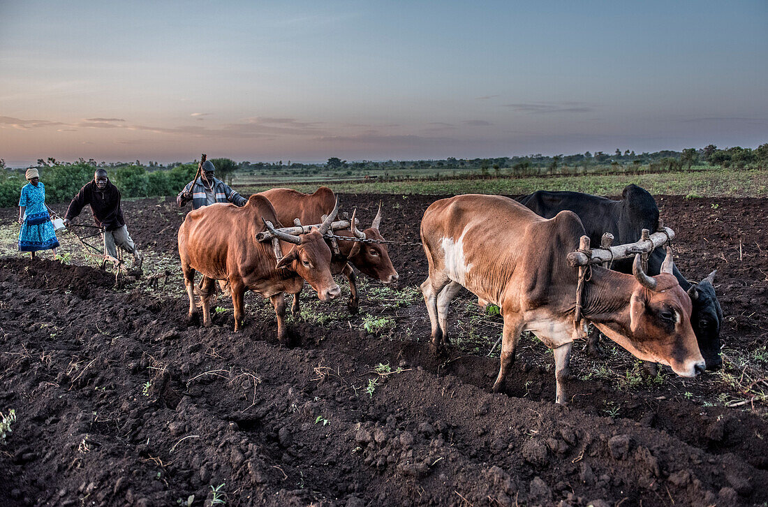 Using oxen to plough a field, Kenya