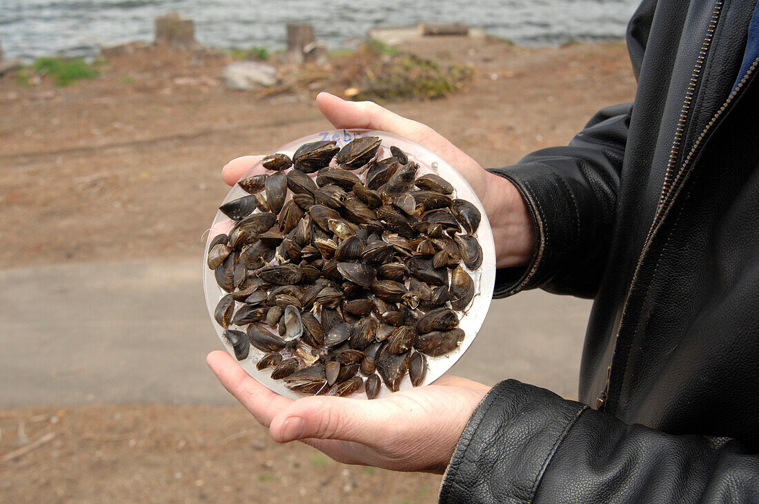 Invasive zebra mussels, USA