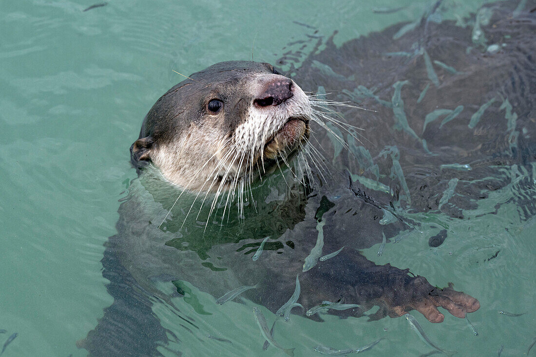 Cape clawless otter swimming