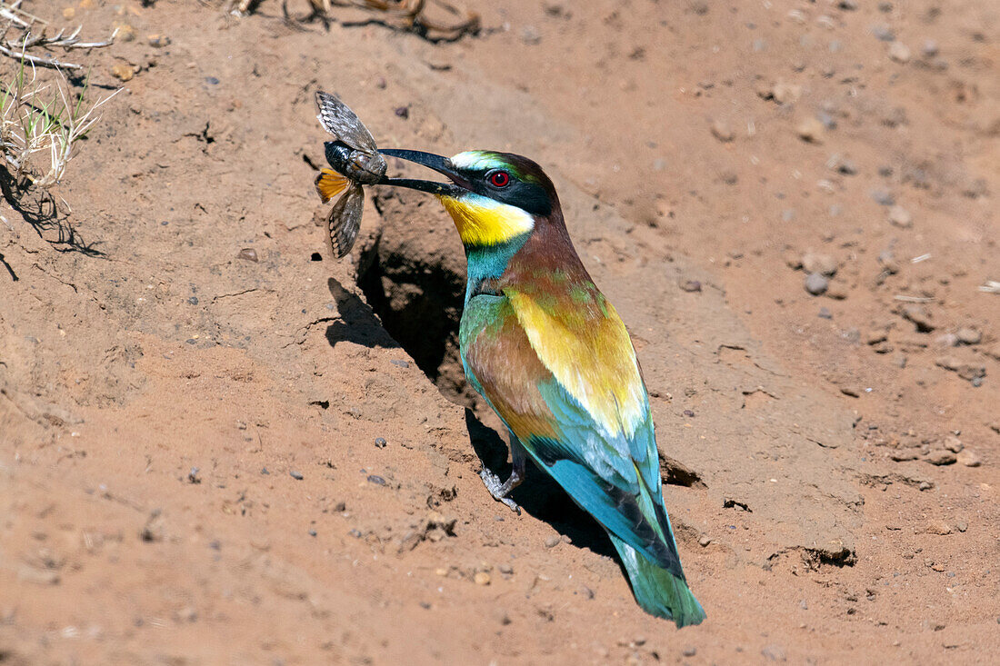 Adult European bee-eater with insect in bill