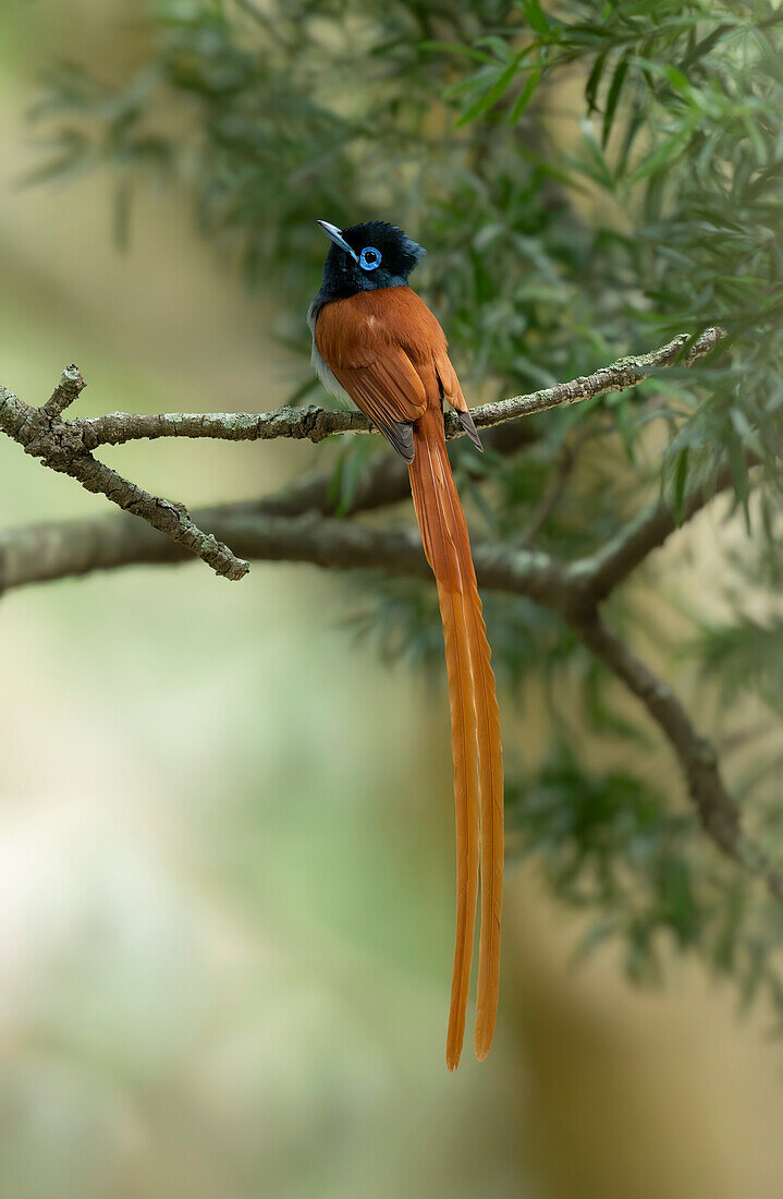 Male African paradise flycatcher with breeding plumage