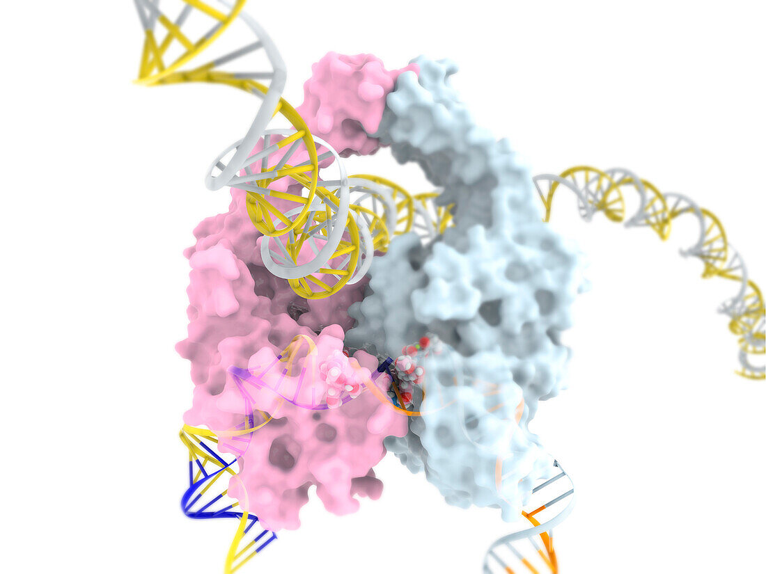 Anticancer drug etoposide inhibiting topoisomerase II, illustration