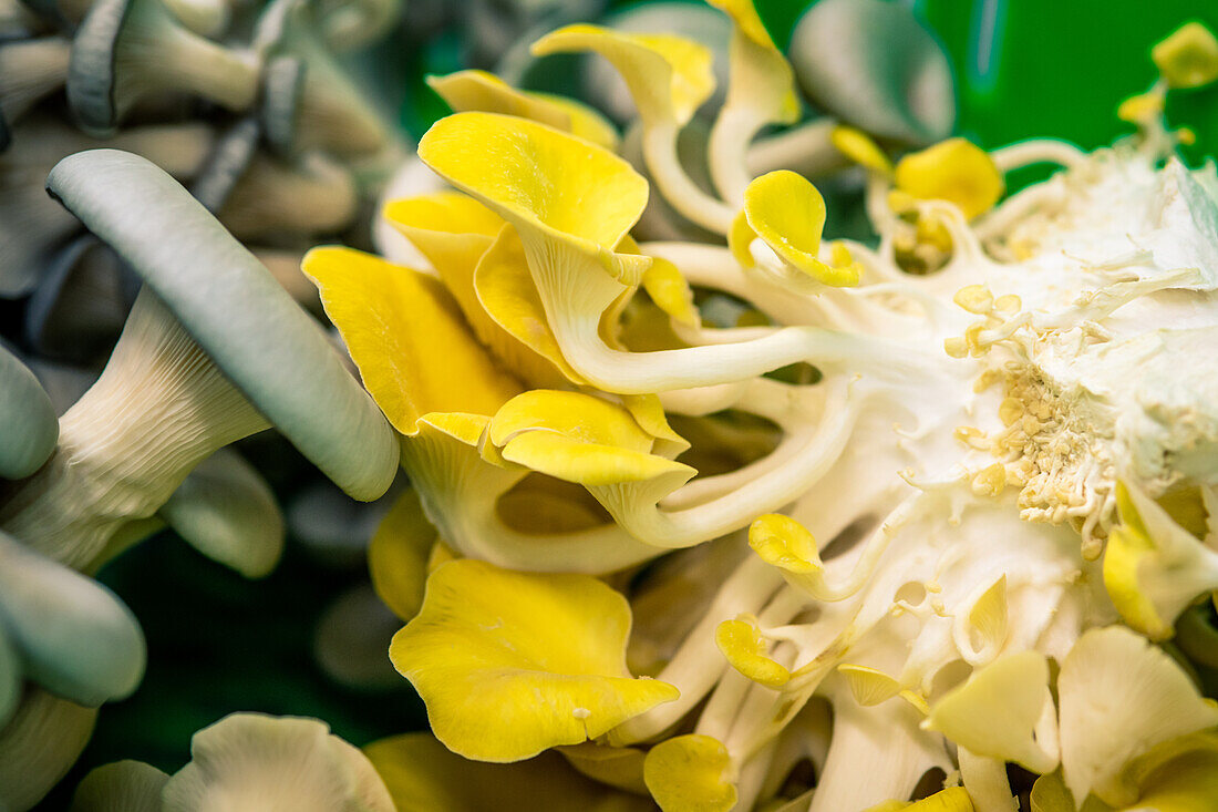 Edible mushrooms