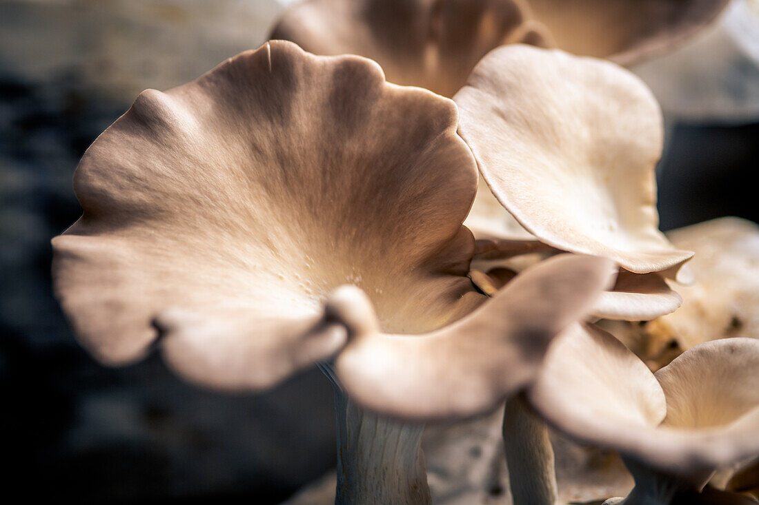 Oyster mushrooms